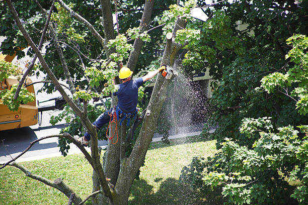 Best Pest Control for Lawns  in Leakesville, MS